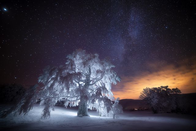 L'arbre enluminé